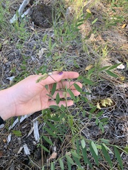 Lathyrus delnorticus