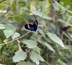 Heliconius erato cyrbia