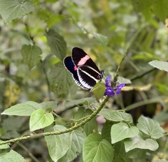 Heliconius erato cyrbia