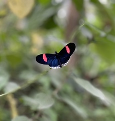 Heliconius erato cyrbia
