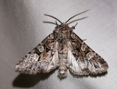 Pachetra sagittigera