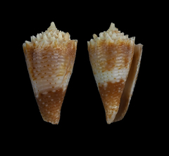 Conus chiangi