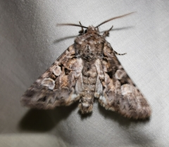 Pachetra sagittigera