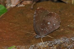 Godartiana muscosa