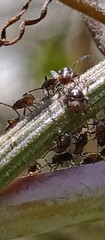 Bebaeus punctipes