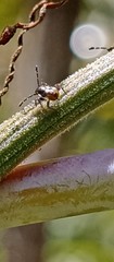 Bebaeus punctipes