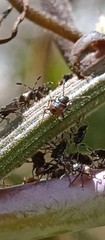 Bebaeus punctipes