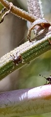 Bebaeus punctipes