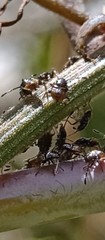 Bebaeus punctipes