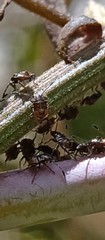 Bebaeus punctipes