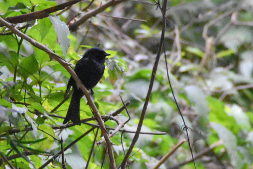 Square-tailed Drongo (Dicrurus ludwigii), photo 9