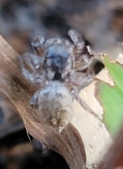 Habronattus coecatus