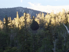 Arceuthobium douglasii