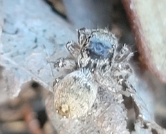 Habronattus coecatus