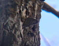 Cercyonis pegala utahensis