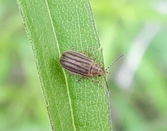 Ophraella conferta