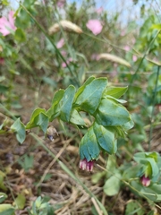 Cerinthe major