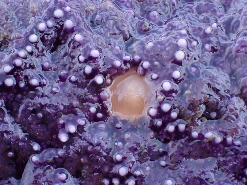 Ochre Sea Star, photo 6 of 9