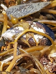 Mytilus californianus