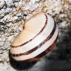 Eobania vermiculata