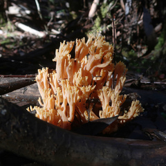Ramaria capitata ochraceosalmonicolor