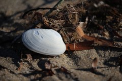 Venerupis galactites