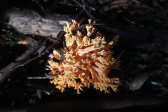 Ramaria capitata ochraceosalmonicolor