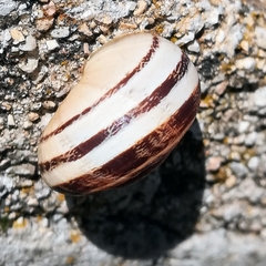 Eobania vermiculata