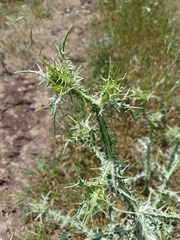 Scolymus maculatus