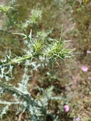 Scolymus maculatus