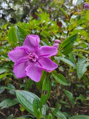 Melastoma septemnervium