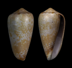 Conus chiapponorum
