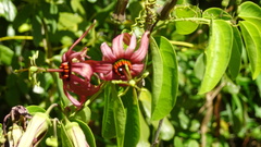 Passiflora cupraea