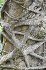 Ficus natalensis