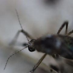 Aedes grossbecki