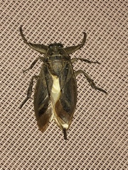 Lethocerus