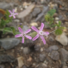 Silene fuscata