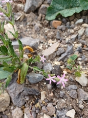 Silene fuscata