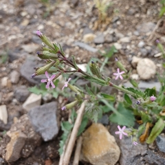 Silene fuscata