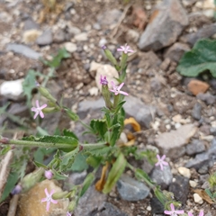 Silene fuscata