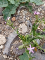 Silene fuscata