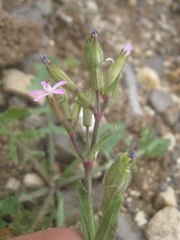 Silene fuscata