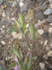 Silene fuscata
