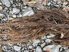 Desmarestia aculeata