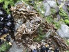 Rockweed Laver - Photo (c) Jason Grant, some rights reserved (CC BY), uploaded by Jason Grant