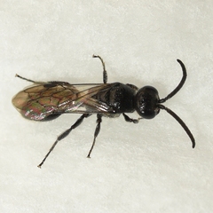 Tiphioidea