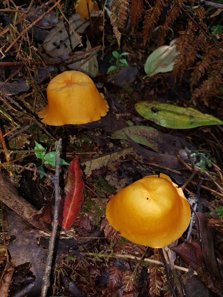 Marasmius hymenogloeus · May 2022 · photo: © danielmesa1 (iNaturalist, cc-by)