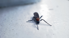 Plecia americana