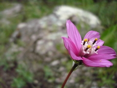 Cosmos ochroleucoflorus
