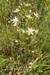 Toxicoscordion fontanum